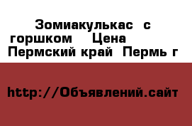 Зомиакулькас (с горшком) › Цена ­ 1 000 - Пермский край, Пермь г.  »    